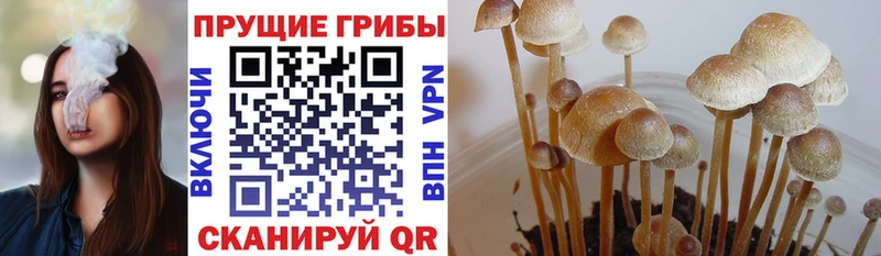 Галлюциногенные грибы Psilocybine cubensis  Купить  Аргун 